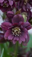 Helleborus Double Ellen Purple Hellebore Winter Flowering