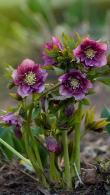 Hellebore Double Ellen Red Helleborus for Sale Online UK