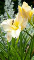 Hemerocallis Arctic Snow also known as the Daylily Arctic Snow perennial plants for sale online with UK delivery.