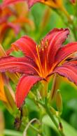Hemerocallis Crimson Pirate. Daylily Crimson Pirate for sale online, UK delivery from our London plant centre.
