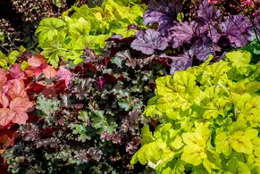 Heuchera Varieties