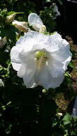 Hibiscus Syriacus Totus Albus, Hibiscus UK