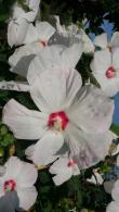 Hibiscus Moscheutos Blanc Coeur Rouge Rose Mallow