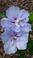 Blue flowering Hibiscus Syriacus Blue Chiffon, a very pretty variety of Hibiscus with lilac blue blooms during the summer months, for sale online UK delivery.