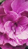 Hibiscus Syriacus Duc De Brabant for sale online UK