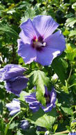 Hibiscus Syriacus Marina, Shrubs for sale online with UK delivery