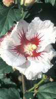 Hibiscus Syriacus Monstrosus - absolutely stunning flowers in autumn 