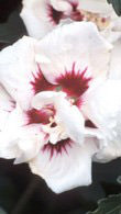 Hibiscus Syriacus Speciosus.