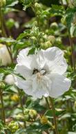 Elegant white flowering variety, Hibiscus Syriacus White Chiffon produces masses of pure white double centred flowers through summer, buy UK