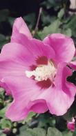 Hibiscus Syriacus Woodbridge, pink flowering Hibiscus to buy online UK