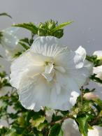 Hibiscus Syriacus White Chiffon is a stunning shrub with large, pure white blooms and semi-double petals, offering an elegant and soft touch to any garden.