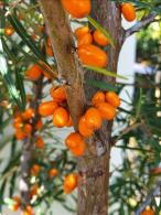 Hippophae rhamnoides Hergo Sea Buckthorn with orange berries
