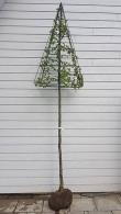 Hornbeam Topiary Trees on a long clear stem with a pyramid or triangular-shaped crown.