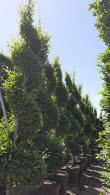 Hornbeam Topiary Spirals or Carpinus Betulus Spirals, great quality trees, beautifully trained into spiral shape, buy UK