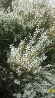 Cytisus X Praecox Albus or White Broom shrubs for sale at our London plant centre UK