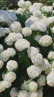 Hydrangea Annabelle, good selection of many Hydrangea varieties at our London garden nursery, UK