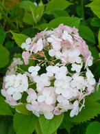 Hydrangea Arborescens Candybelle Bubblegum