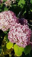 Hydrangea Arborescens Invincibelle Pink Annabelle buy online with UK and Ireland delivery.