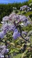 Hydrangea Aspera Villosa Group produce very beautiful lilac and purple flowers, a profuse flowering shrub, these great quality plants are for sale UK.