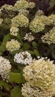 Hydrangea Arborescens Bella Ragazza Blanchetta
