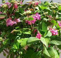 Hydrangea Macrophylla Blackberry Pie