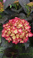 Hydrangea Macrophylla Dark Angel variety, pink flowers and bronze leaves for sale London UK