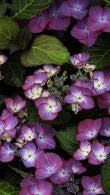 Hydrangea Macrophylla Dark Angel Purple Buy Online UK