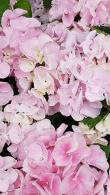 Hydrangea Macrophylla Hobella Pink for Sale Online UK