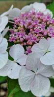 Hydrangea Macrophylla Libelle Lace Cap White-Flowering Shrub