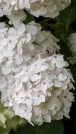 Hydrangea Madame Emile Mouillere White Flowering Variety