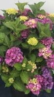 Hydrangea Macrophylla Sibilla or Hydrangea Masja 