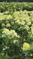 Hydrangea Paniculata Candlelight is named after its attractive flowers appearing on deep red stems, first creamy-white & gradually turning pale pink