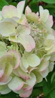 Hydrangea Paniculata Diamant Rouge, an exceptional new variety with flowers that change colour throughout the long flowering season, buy UK.