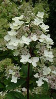 Hydrangea Paniculata Grandiflora, wide range of Hydrangeas for sale London garden centre UK