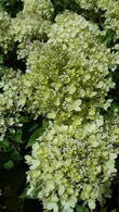 Hydrangea Paniculata Little Lime flowering, for sale at our UK plant centre in Crews Hill, North London