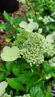 Hydrangea Paniculata Prim White