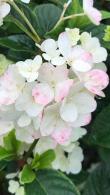 Buy Hydrangea Paniculata Sundae Fraise, a compact variety with stunning white flowers tinged with pink, becoming darker pink during the flowering season.