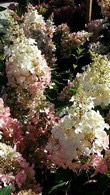 Hydrangea Paniculata Vanille Fraise flowering throughout summer, buy online, UK