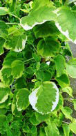 Hydrangea Petiolaris, buy Climbing Hydrangeas Online Uk