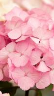 Hydrangea Preziosa is a dwarf variety of Mophead Hydrangea with a round head of large pink petals