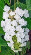 Hydrangea Quercifolia Snow Queen Oak-leaved Hydrangea