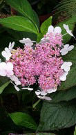 Hydrangea Serrata Bluebird variety to buy online. Many varieties of Hydrangeas for sale with UK delivery.