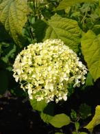 Hydrangea Strong Annabelle with large white flowers on sturdy stems