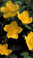Hypericum Hidcote St Johns Wort, superb hardy variety producing golden-yellow saucer-shaped flowers