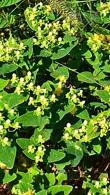 Hypericum Inodorum Magical Sunshine Kolmasun