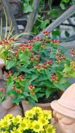 Hypericum Inodorum Magical Red Flame Kolmaref St Johns Wort