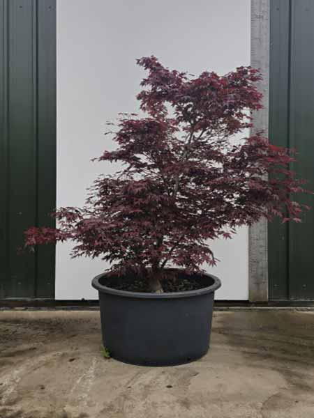 Acer Palmatum Fireglow Unique Tree For Sale UK
