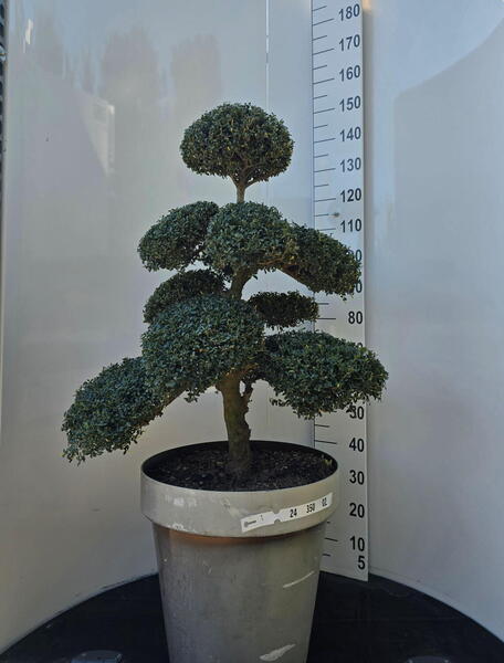 Ilex Crenata Cloud Tree 8384 - £1600 Mature Specimen Japanese Maple