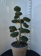 Ilex Crenata Cloud Tree 8389 - £1600 Mature Specimen Japanese Maple
