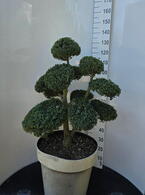 Ilex Crenata Cloud Tree 8390 - £1600 Mature Specimen Japanese Maple
